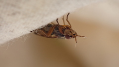 Dorycera