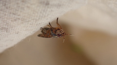 Dorycera