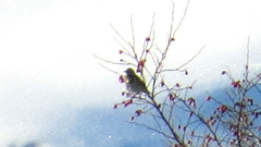 Turdus viscivorus