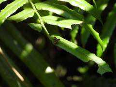 Choreutis amethystodes