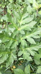 Heracleum sphondylium