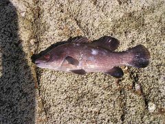 Psammoperca datnioides