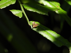 Choreutis amethystodes