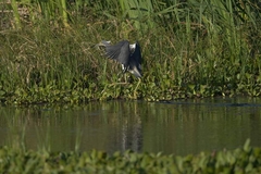 Egretta tricolor image