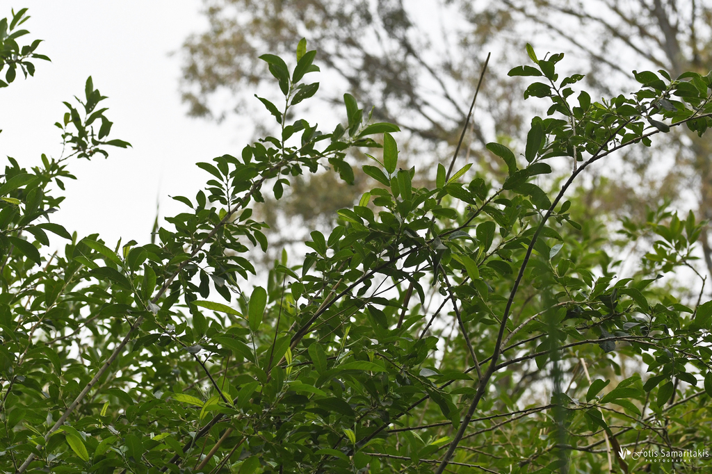 Nigricantes