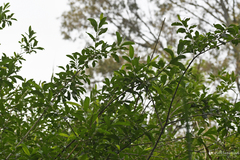 Salix kaptarae