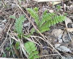 Polemonium caeruleum