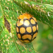 Potato Lady Beetle - Photo (c) Chrissie Fourie, some rights reserved (CC BY-NC), uploaded by Chrissie Fourie