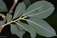 Salix kaptarae