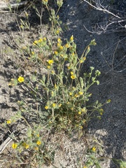 Mentzelia montana