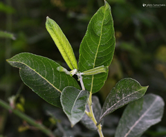 Salix kaptarae