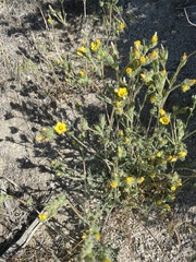 Mentzelia montana