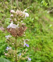 Coladenia indrani