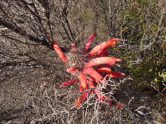 Cleistocactus baumannii