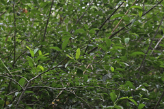 Salix kaptarae