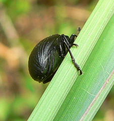 Diaperinae