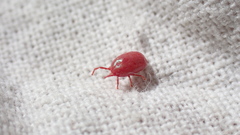 Erythraeoidea