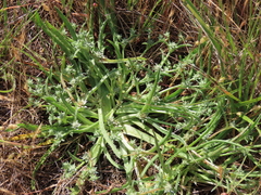 Eryngium montereyense