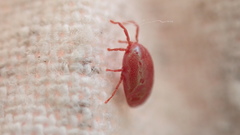 Erythraeoidea