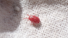 Erythraeoidea