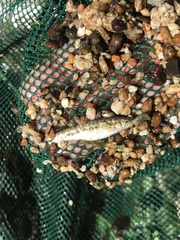 Rhinichthys osculus 8