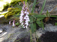 Stenoglottis