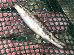 Rhinichthys osculus 8