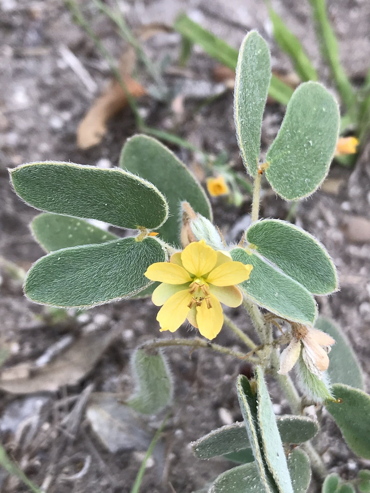 Senna bauhinioides