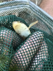 Pantosteus santaanae