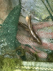 Pantosteus santaanae