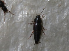 Tachinus rufipes