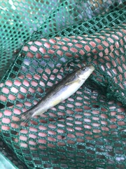 Pantosteus santaanae