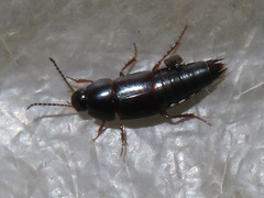 Tachinus rufipes
