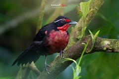 Rhodinocichla rosea