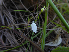 Utricularia livida