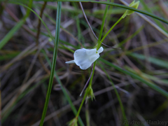 Utricularia livida