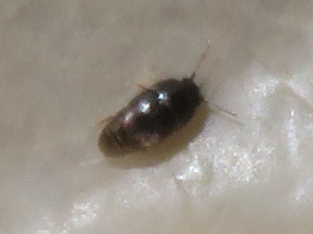 Acrotrichis sitkaensis