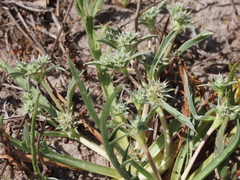 Eryngium montereyense
