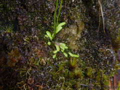 Utricularia livida