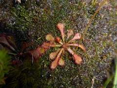 Drosera natalensis