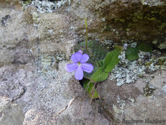 Streptocarpus