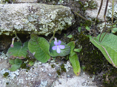 Streptocarpus