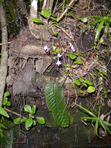 Streptocarpus porphyrostachys, photograph 4