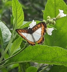 Nymphidium caricae