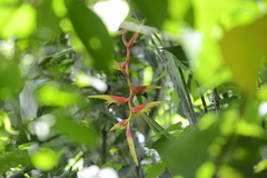Heliconia platystachys