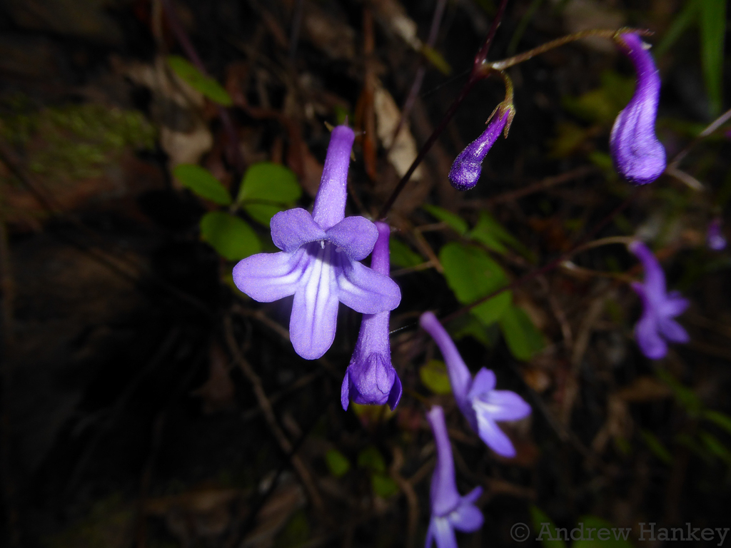 Streptocarpus porphyrostachys; photograph (c) Andrew Hankey, some rights reserved (CC BY-SA)