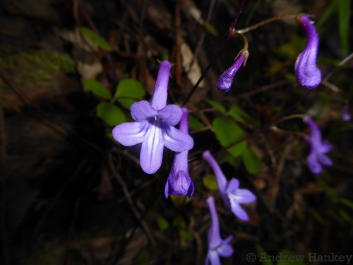 Streptocarpus porphyrostachys
