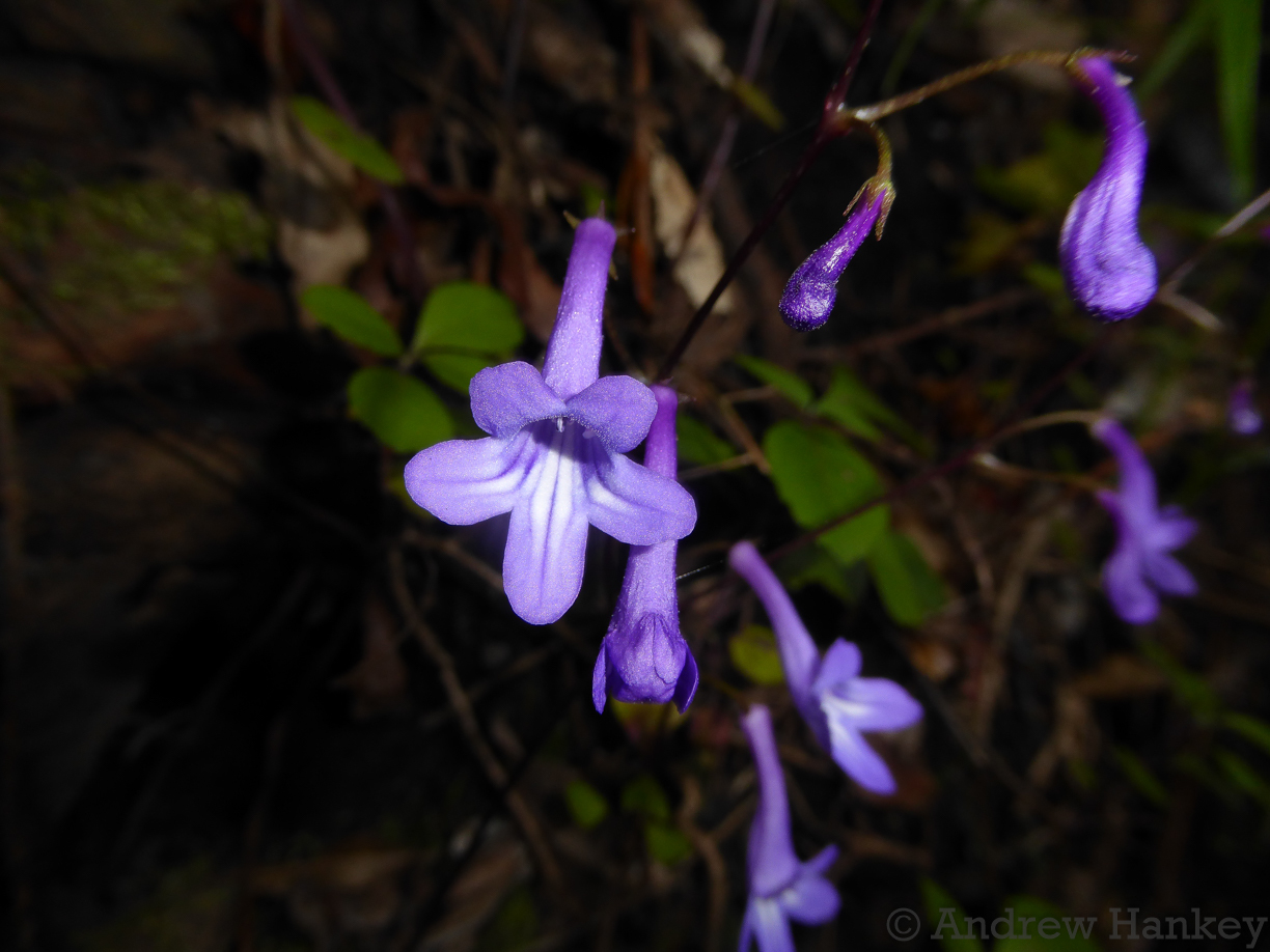 Streptocarpus porphyrostachys