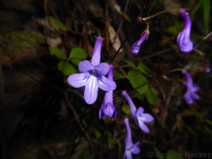 Streptocarpus porphyrostachys