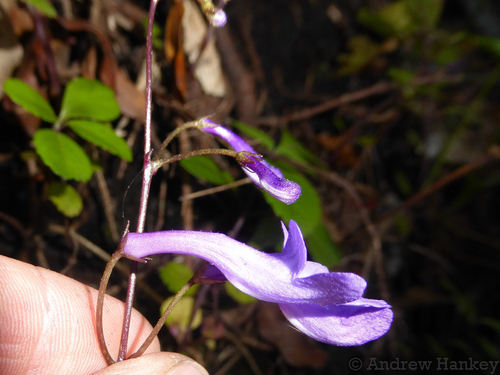 Streptocarpus porphyrostachys, photograph 3